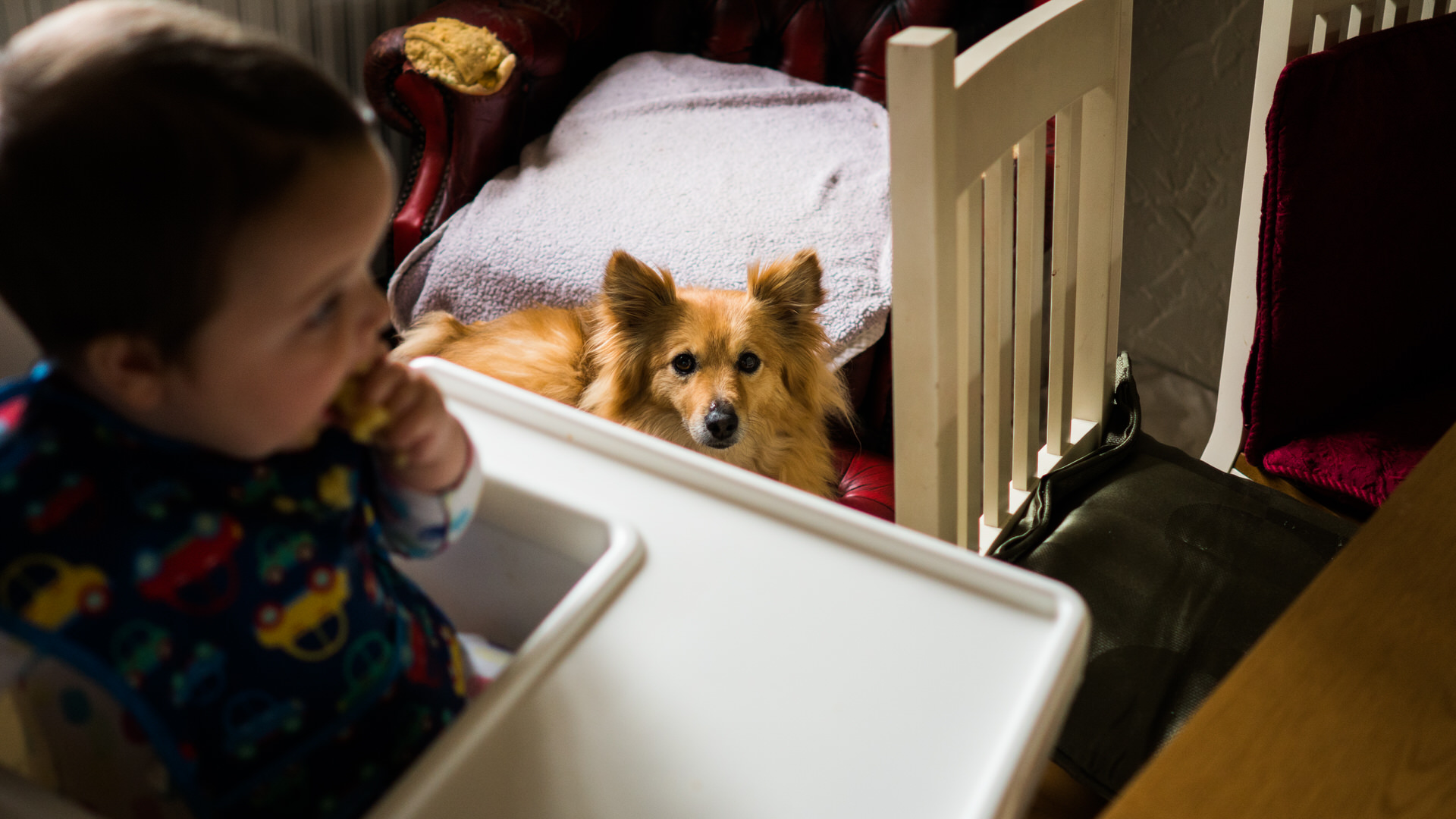 a dog sits and looks up at the babys high chair during breakfast at a family day in the life shoot
