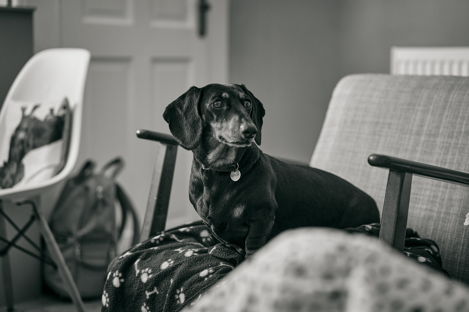 family sausage dog ripley poses for camera
