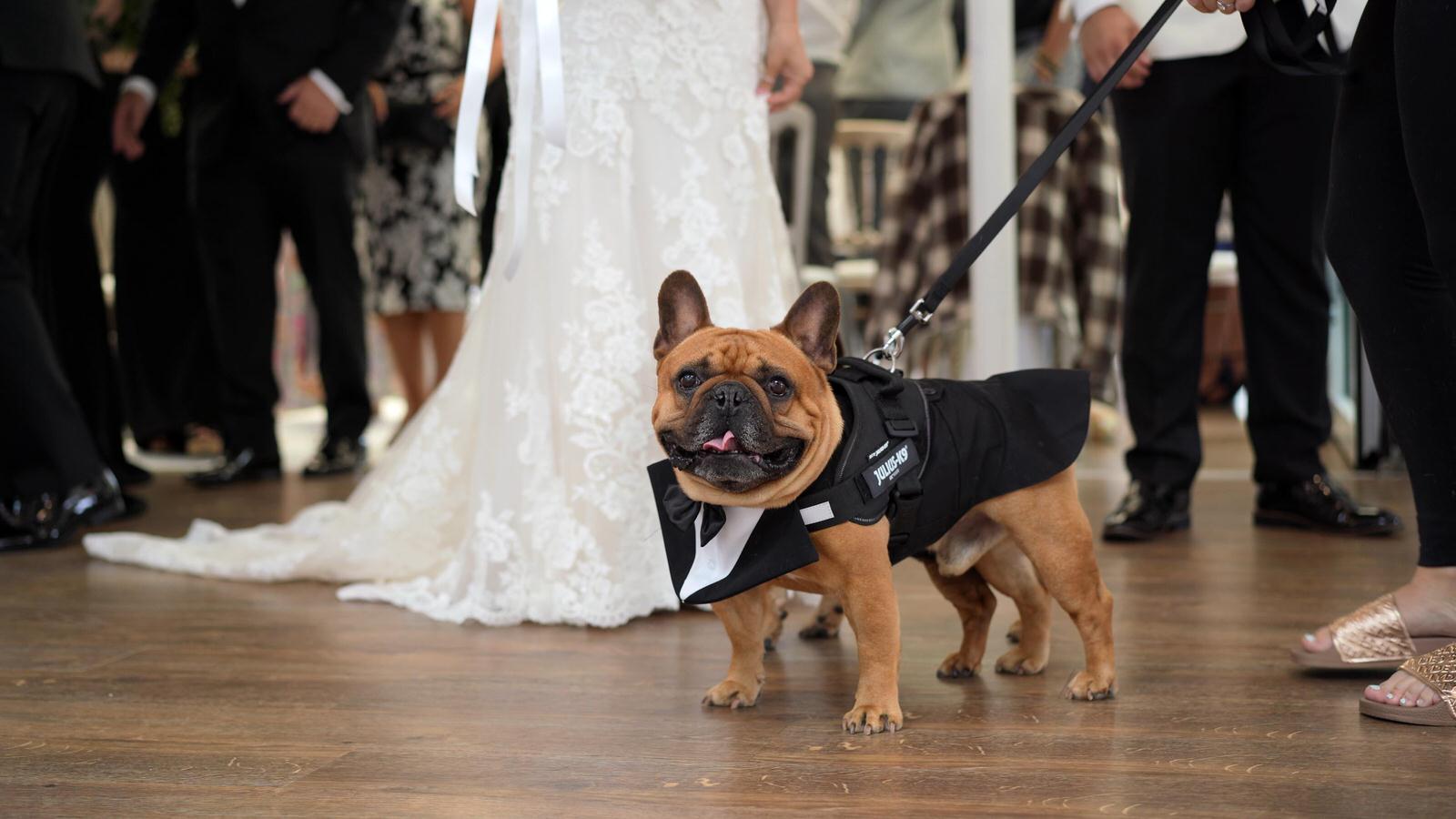 dog in a tuxedo stands by groom
