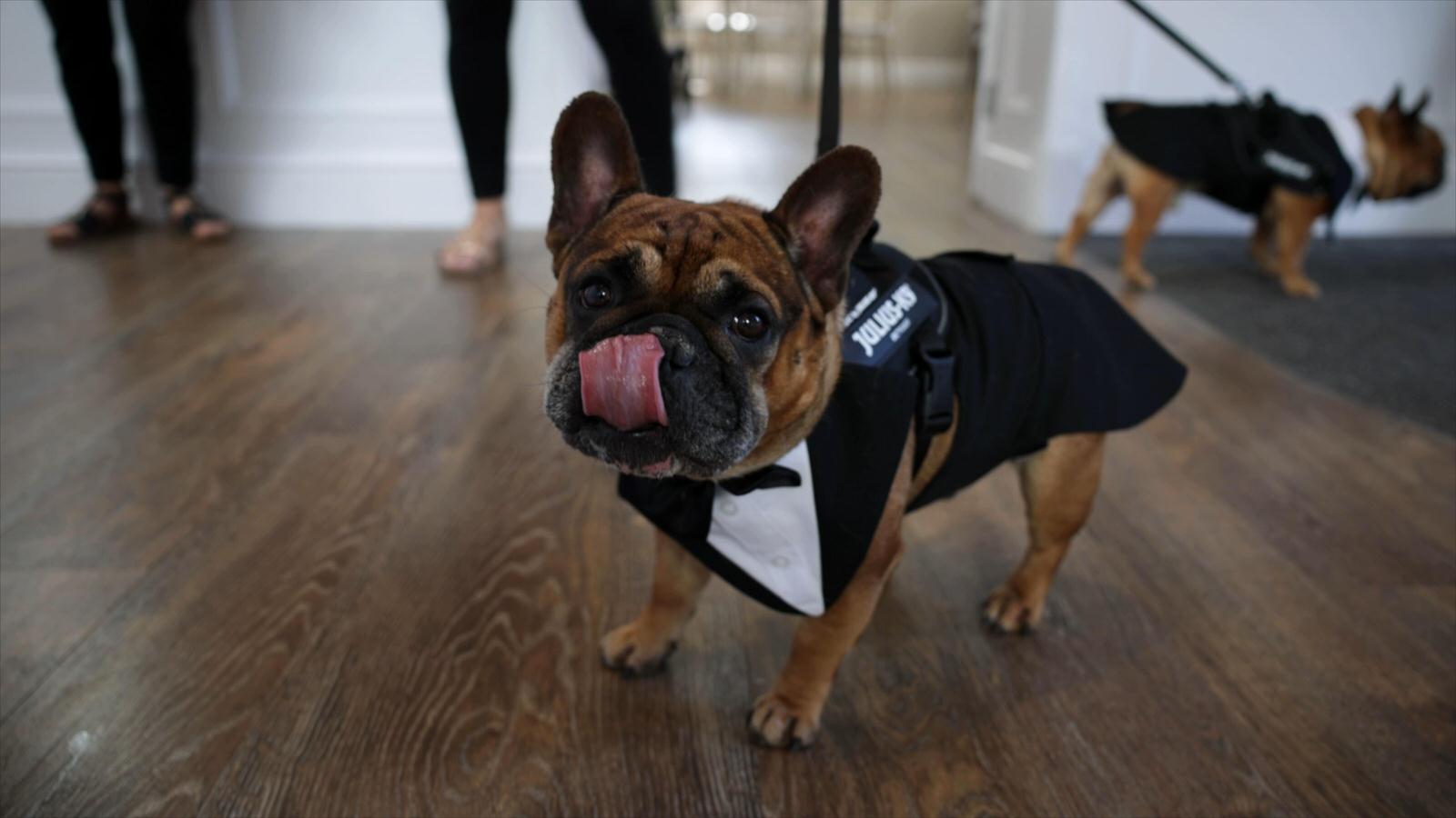 french bulldog in a wedding tuxedo