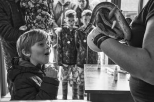 a boy gasps as he looks at a royal python at a reptile meet and greet