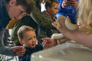 a toddler looks on as a snake is taken out of its box