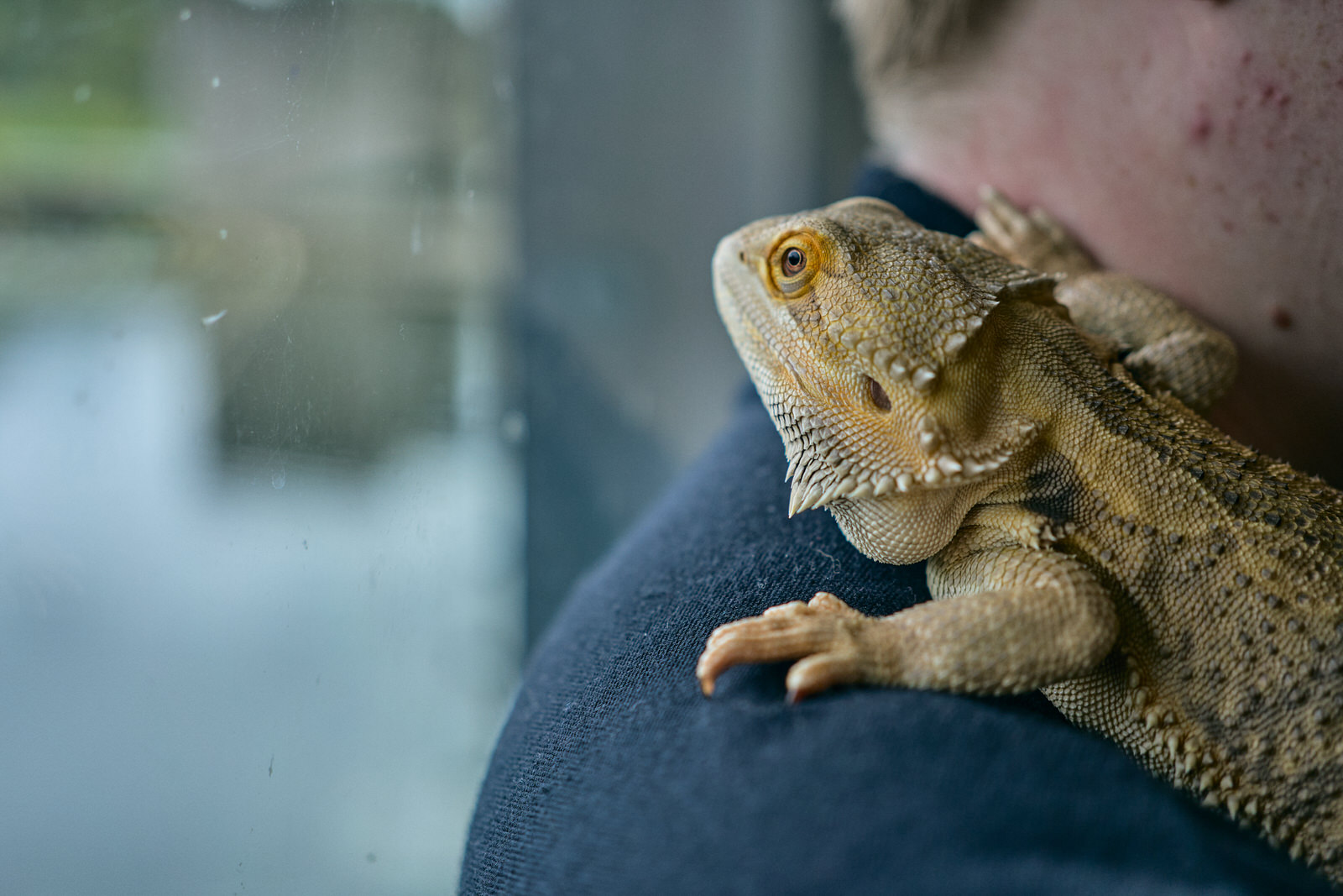 a bearded dragon sits on a shoulder looking out to the water at Brockholes
