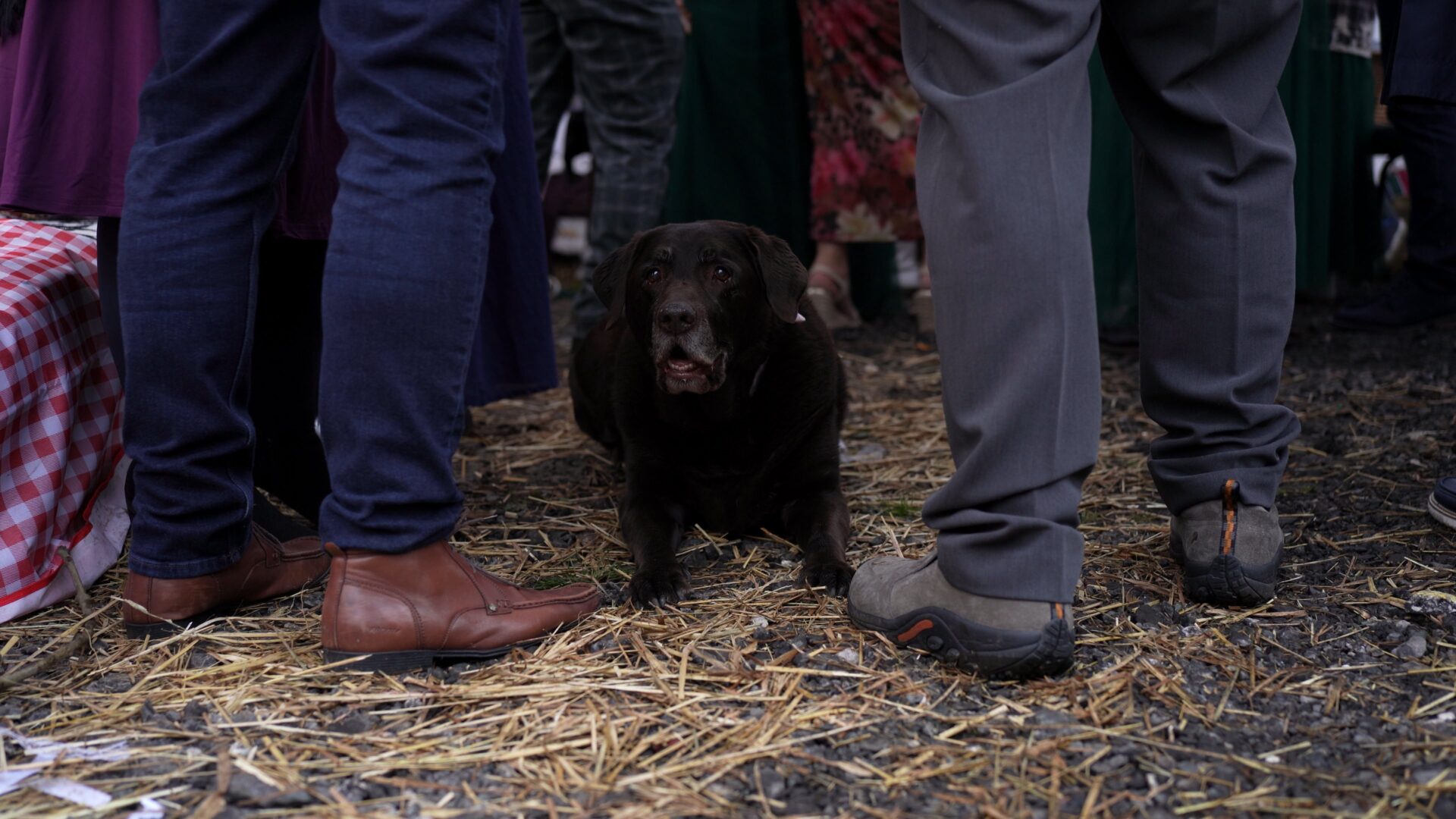 a dog lays down during the wedding reception at a DIY wedding in Poulton-le-Fylde