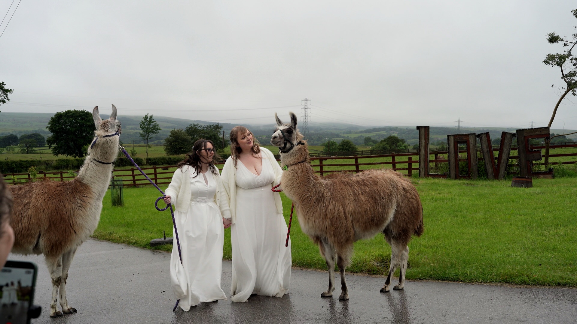 brides stand chatting to llamas beside a love sign at the wellbeing farm in Bolton Lancashire