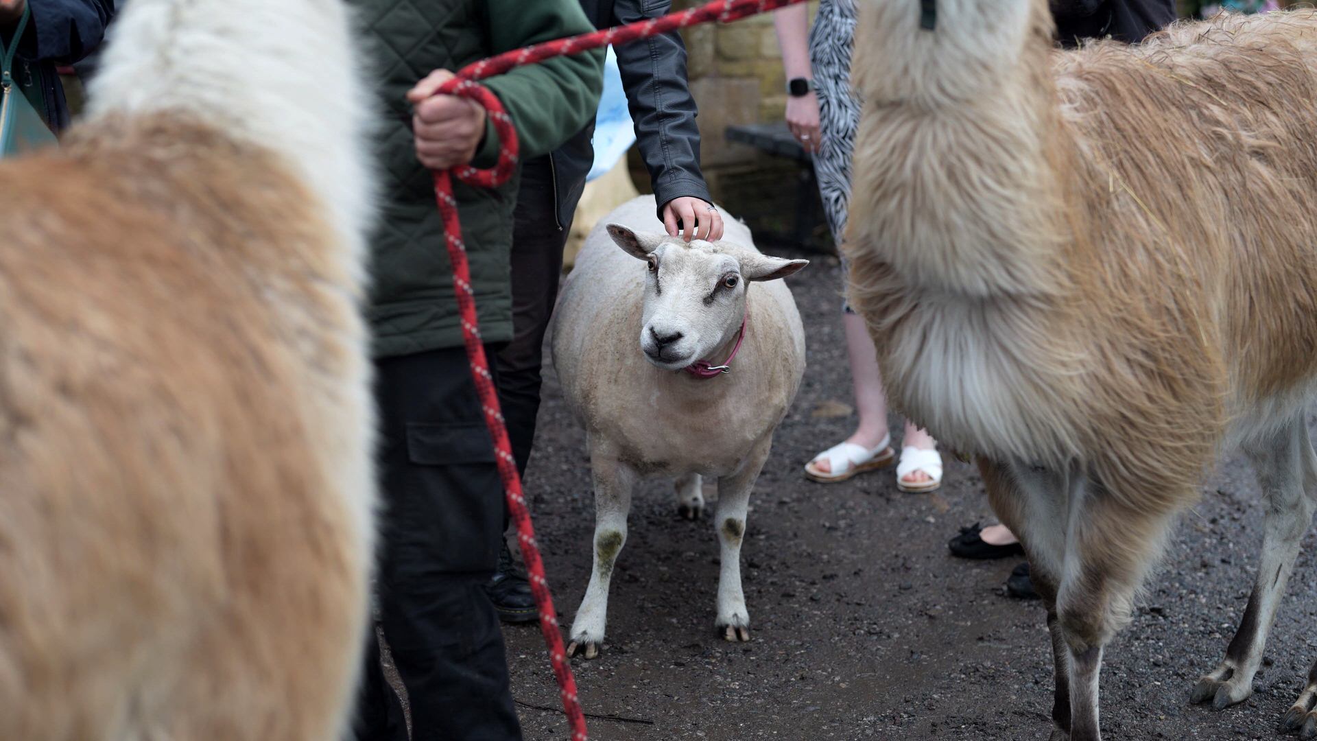 someone strokes the sheep during the drinks reception